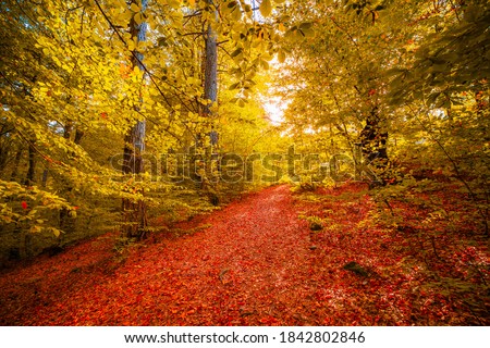 Autumn landscape in the forest. Red leaves falling on the ground. yellowing leaves on trees are the symbol of autumn. Black forest, Uludag mountain, Bursa city.