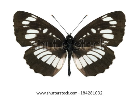 Butterfly Neptis rivularis on a white background