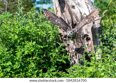 Owl flying away from the tree