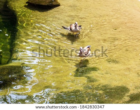 Picture of two ruddy shelduck floating in the pond, latin Tadorna ferruginea