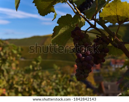 Closeup view of a bunch of grapes in a vineyard in Durbach, Germany, a popular wine growing region, in autumn season. Focus on grapes with Bokeh background (vineyard pattern and small village).