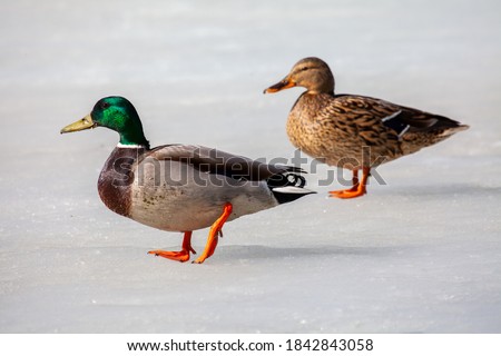 Ducks on the pond ice Royalty-Free Stock Photo #1842843058