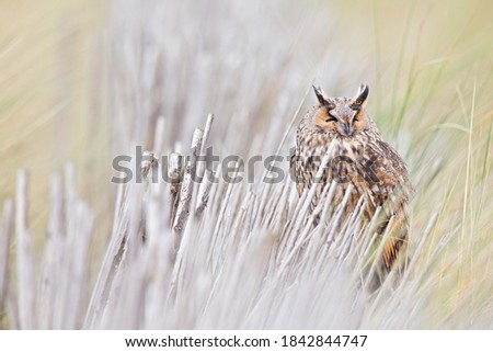 A long-eared owl (Asio otus) perched and resting in the daytime in the dunes.