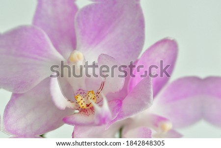 Some pretty colors of an orchid