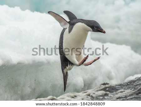 Adélie penguin jumping from a ice-shelf at Brown bluff (Antarctic peninsula) Royalty-Free Stock Photo #1842848809