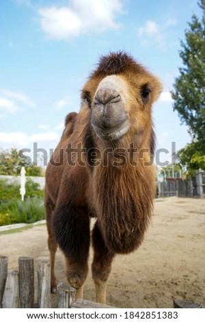 Bactrian camel in the Budapest zoo. It is native to the Central Asian continent. close-up portrait