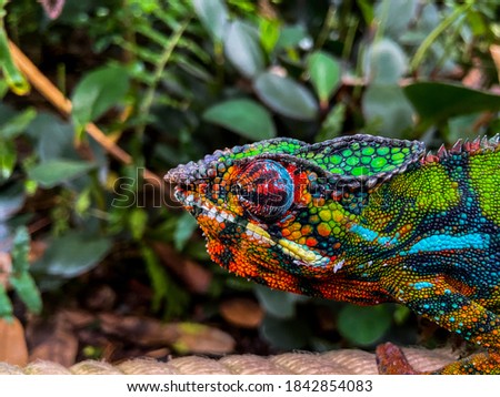 close up of a colorful chameleon head