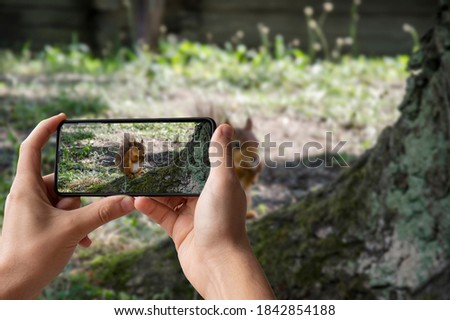 Man holding phone and taking photo of red squirrel eats in park