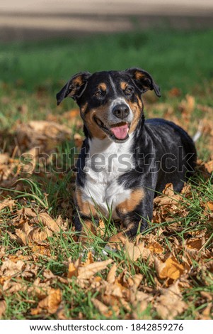 dog outdoors in the fall with colorful autumn leaves, Appenzeller sennenhund