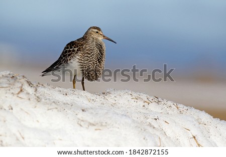 Displaying male Pectoral Sandpiper (Calidris melanotos) in Alaska, United States. Showing puffed up chest. Standing on snow. Royalty-Free Stock Photo #1842872155