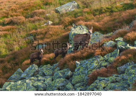 Two young and one adult chamois (rupicapra rupicapra tatrica). Mother and baby. Animal family. Tatras, Carpathian mountains. Beautiful wildlife.