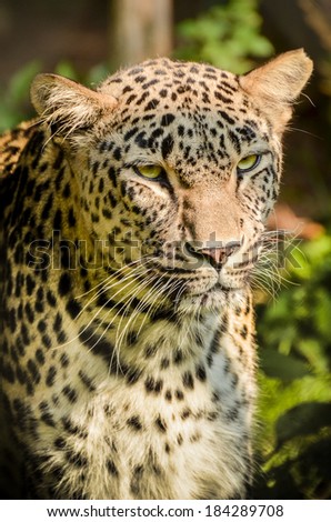 Leopard - Panthera pardus is looking