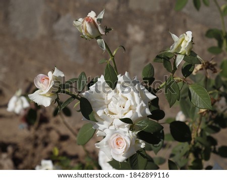 White roses that grow in spring and autumn.