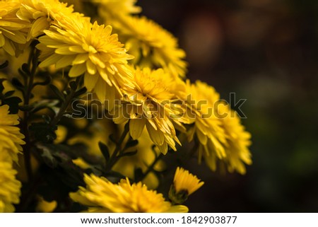 Selective focus on floral background wallpaper with Chrysanthemum flowers, colorful autumn Mums