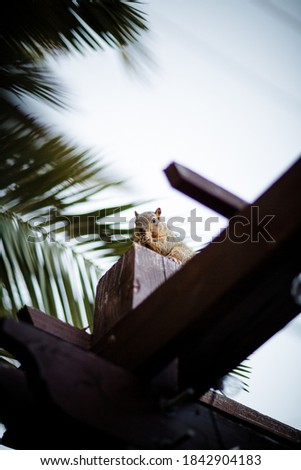 Squirrel Eating Nut Perched on Pergola in San Diego