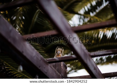 Squirrel Eating Nut Perched on Pergola in San Diego