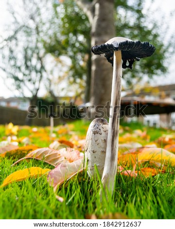 Pair of shaggy ink cap mushrooms coprinopsis atramentaria view from the side, mushroom surrounded by fallen leafes, moody autumnal picture of two muchrooms together in warm colors of sunny day.