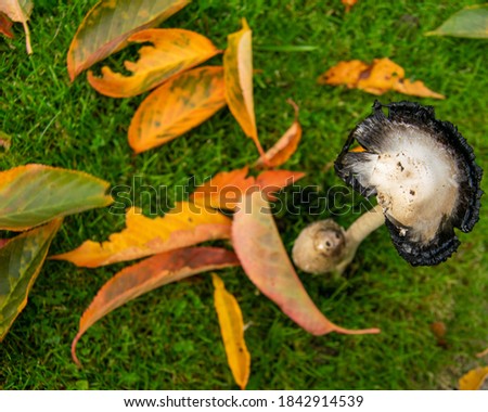 Shaggy ink cap coprinopsis atramentaria view from the top, mushroom surrounded by fallen leafes, moody autumnal picture showing two muchrooms together in warm colors.