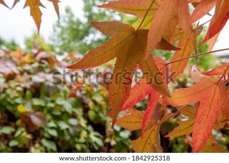 A picture of red and orange transparent maple leaves   
