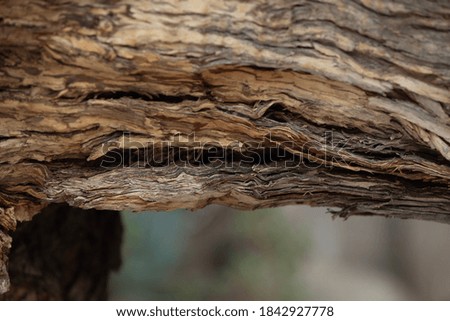 close up of wooden branch