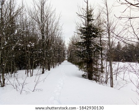 Snowy forest in winter in Canada