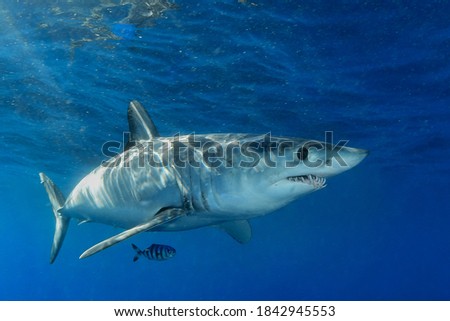 Shortfin mako shark with pilot fish Royalty-Free Stock Photo #1842945553