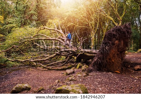 Man in blue jacket on a big fallen tree in a forest park. Barna woods, Galway city, Irelandю. Concept nature , storm and hurricane devastating effects.