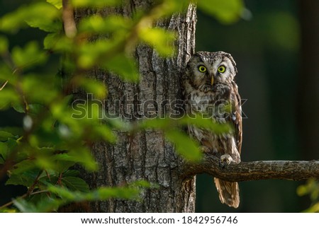 Owl at sunrise. Boreal owl, Aegolius funereus, perched on branch. Typical small owl with big yellow eyes in first morning sun rays. Known as Tengmalm's owl. Habitat Europe, Asia, N. America.