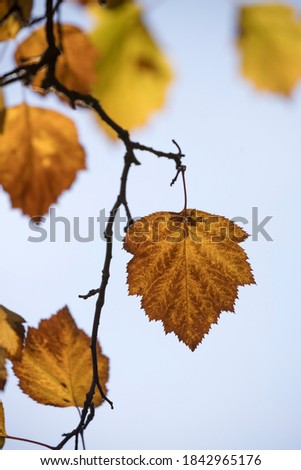 An abstract view of autumn leaves against a blue sky at Cannon Hill Park in Spokane, Washington USA.