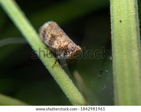 brown planthopper on green leaf, macro photo(soft focus)