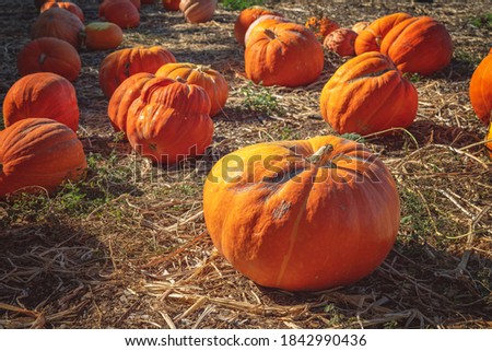 Pumpkins on the ground in the patch on sunny autumn day