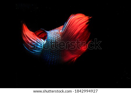 Blue and Red Beta fish, at Black background
