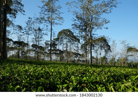 beautiful tea garden in village