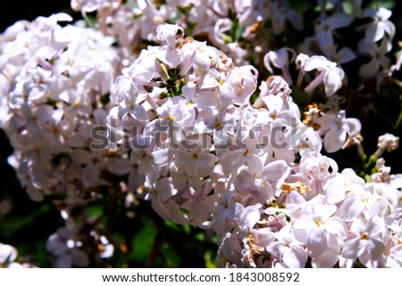 Macro pictures of light purple lilac flowers blooming in the Spring