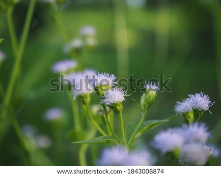 Beautiful purple small flower, sensitive focus