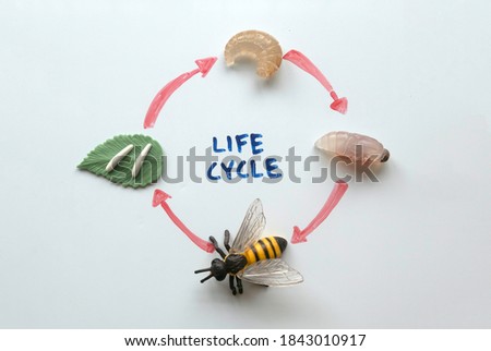 Top view of a life cycle of bee written on a white board.