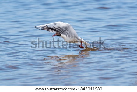 Black Headed Seagull Taking off from the Baltic Sea