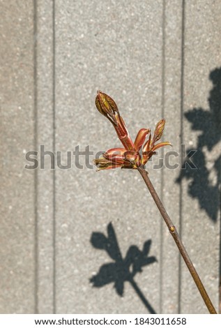 New Buds and Leaves Growing in Spring
