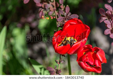 Red Tulip in a Garden in Spring