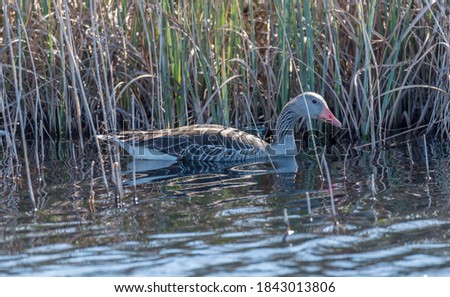 Grey Geese in a Wetland in Latvia in Spring