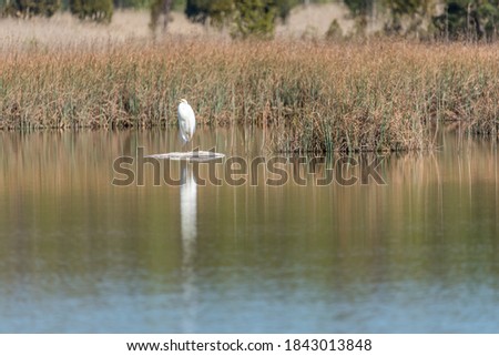 Great White Egret in a Wetland in Latvia