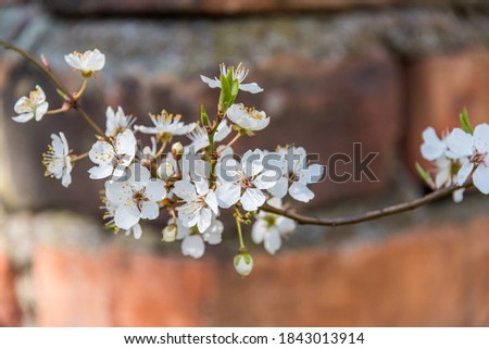 White Plum Tree Blossoms in Spring