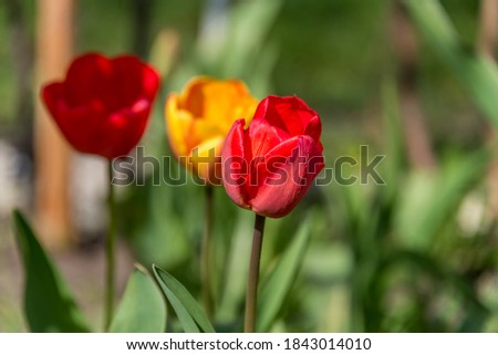 Red and Yellow Tulips in a Garden in Spring