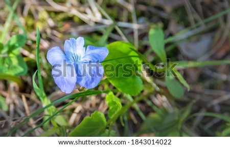 Closeup of a small Blue Wildflower in Spring