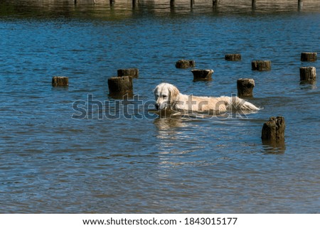 White Golden Retriever Hunting for Fish in a Bay