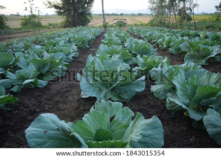 this pic show the cabbage planting on the plots in the garden at sunset time