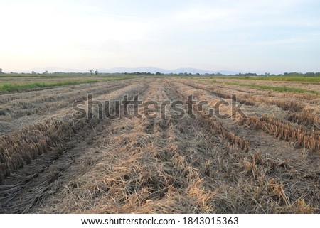 this pic show the rice straw in the rice field after harvested product from countryside Thailand