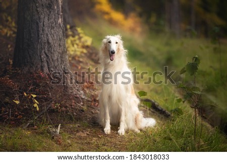 Portrait of happy russian borzoi dog sitting in the bright fall forest. Image of beautiful dog breed russian wolfhound in the forest in autumn Royalty-Free Stock Photo #1843018033