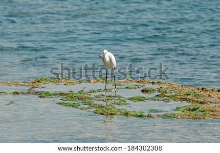 Egret caught fish in the sea