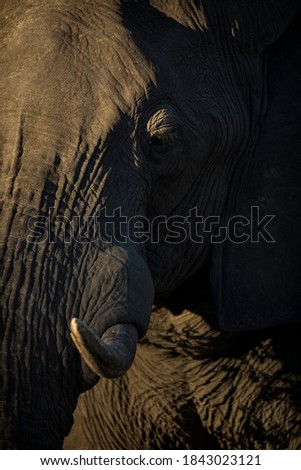 Close up details of an elephants face.